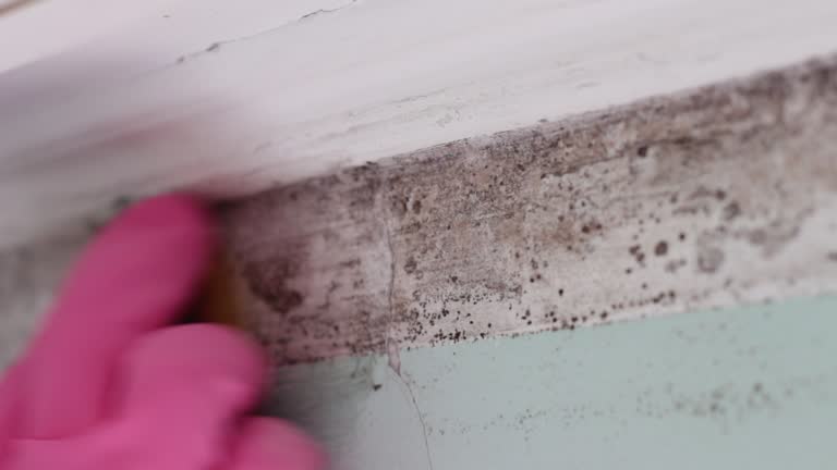 Best Emergency Mold Remediation  in Elysburg, PA